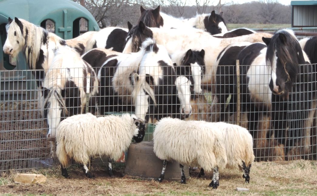 Exotic Livestock Experience at a Real Working Ranch (Private Group)