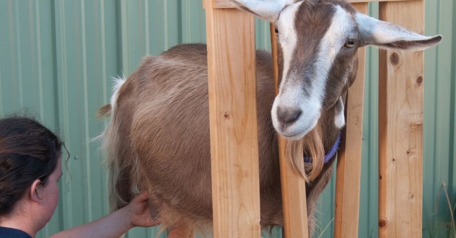 Field Trip: Learn to Milk a Dairy Goat and Tour an Innovative Farm