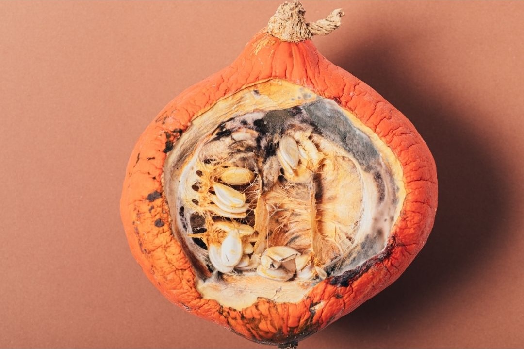 Halloween Science Spooktacular Field Trip
