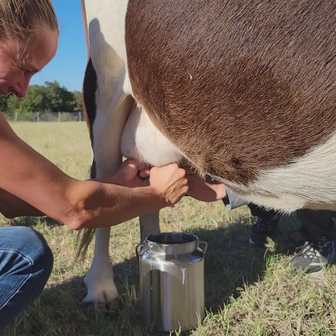 Private Cheesemaking Workshop: Learn About Hard Cheese / Farmhouse Cheddar at a Working Ranch